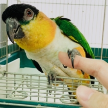 ～追記～かまってちゃんなズグロシロハラインコさん♪
