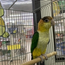 当店生まれ！シロハラインコ！
