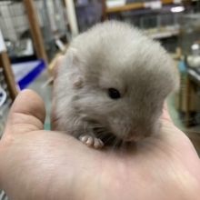 当店ブリード！チンチラ産まれました！