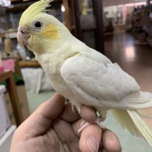 オカメインコ　イエローフェイスの今。