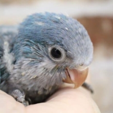 キレイ！青のオキナインコ