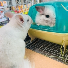 同じケージで飼育できるチンチラさん♪