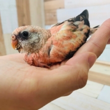 大人気！ローズ秋草さん♪