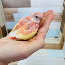 大人気！アキクサインコさん入りました♪