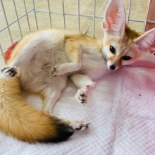 ベタなれのフェネックさん！