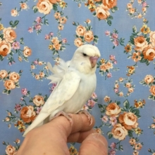 美！羽衣セキセイインコいます♪