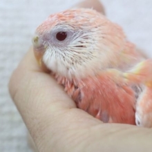大人気！アキクサインコ　ルビノー　雛ちゃん 03月29日撮影