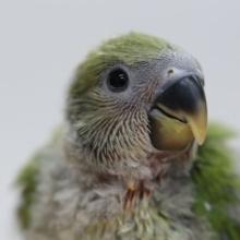 小桜インコ（ノーマル）ラブバード入門種 2020年03月29日撮影