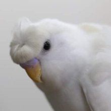 ハゴロモセキセイインコ　ダブルファクター・・・風　2020年03月29日撮影
