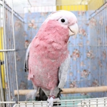 ニュースター?！モモイロインコの女のコ 2020.3/12入舎