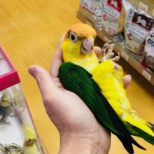 ベタ馴れ！　シロハラインコ　女の子