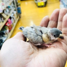 レアカラーのブンチョウ　パステルノーマル　雛入舎しました。