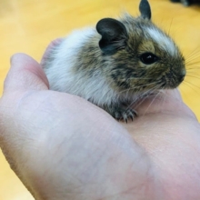 あごカイカキできるようになりました。　デグーパイド　男の子入舎！！