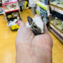 白勝ち　パイドデグー　男の子　入舎！！　カワイイ♡