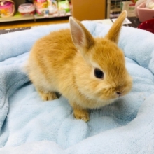 ちっちゃな　ネザーランドドワーフラビット　オレンジ　男の子