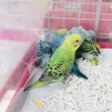 手乗りを育ててみませんか！！　セキセイインコ　雛　限定