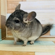 定番人気カラー！グレーチンチラさん♪