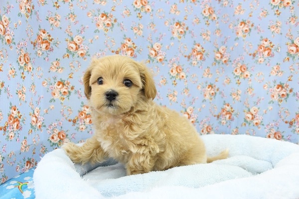 みんな大好き！人気ＭＩＸ犬！マルプー・男の子！