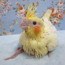 手乗りオカメインコ　ルチノー　４月２日