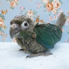 手乗りウロコインコ　ブルー　４月８日