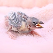 大人気！シルバー文鳥のひな　2020.4/29撮影