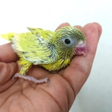 マメルリハインコのアメリカンイエローが来ましたよ～