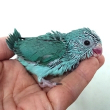人気高いですよね～マメルリハインコ ブルー