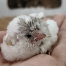 白茶のキンカチョウのヒナさん♪