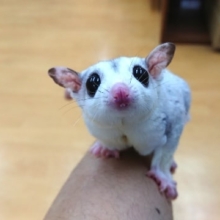 馴れてますよ～♪フクロモモンガ