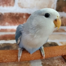 きれーなコザクラインコ♪