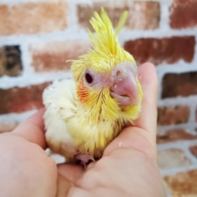 うぶうぶールチノーオカメインコ！