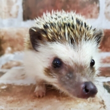 慣れてるハリネズミ♪