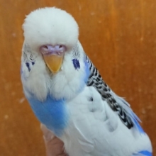 これでも「前」、見えてますが。。ジャンボセキセイインコ～