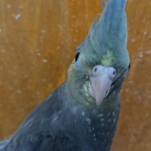 レアなんです！「イエローフェイス」のオカメインコ～