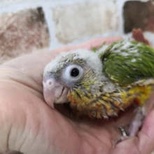 ホオミドリウロコインコさん入荷いたしました♪