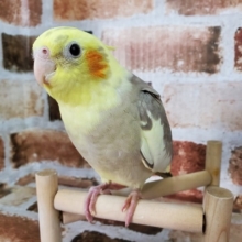 更新しました！オカメインコのシナモンパイドさん♪