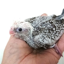 オカメインコの素敵な水玉模様！ホワイトフェイスパール２０２０　４/３撮影