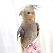ムチムチのオカメインコ　ノーマルです！