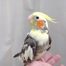 個性がでますよ～～　オカメインコ　パイドカラー♪