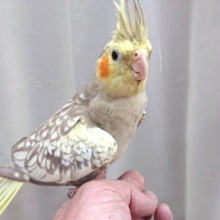 魅せ方を知るオカメインコ。。シナモンパールです！