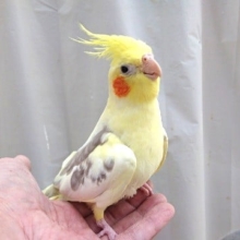 人気高いシナモン！さらにパイドカラーのオカメインコ！