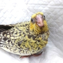 レアカラーです！！イエローフェイスのオカメインコ～