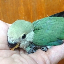 コザクラインコ（ブルーチェリー）来ました！！