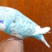 癒しますよぉ～～ジャンボセキセイインコ！