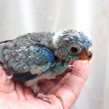 久々に来ました！　美声インコ！！