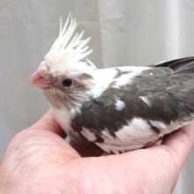 がっちりスタイル！オカメインコ　ホワイトフェイスパイド！