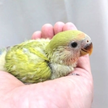 落ち着いたカラーです！コザクラインコ（シナモン）～