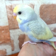 なかなかキレイな『セキセイインコ』さんです！