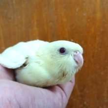 単色がまたｽﾃｷ！サザナミインコのクリームさん～