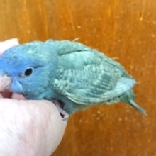 ちょっとくっついていて良い？？　サザナミインコのスパングルです！